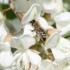 Európai Unió az akácfák és a méhek ellen