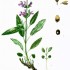 Orvosi Zsálya (Salvia officinalis)