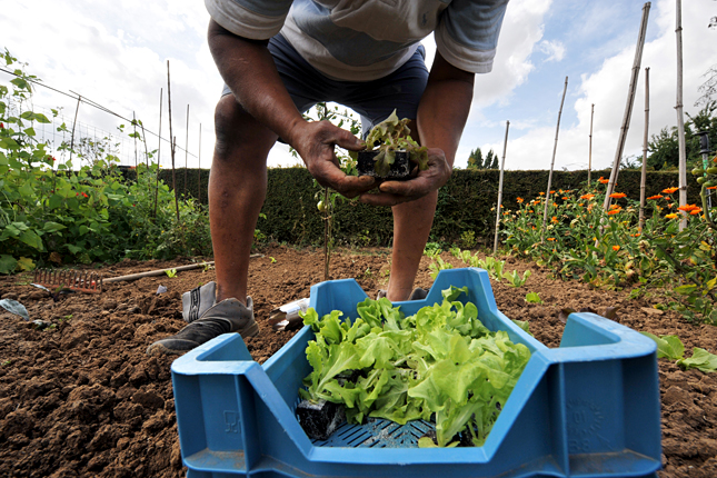 Meglepően sok zöldség két átlagos lakótelepi lakásnak megfelelő területen Forrás: AFP/Mychele Daniau