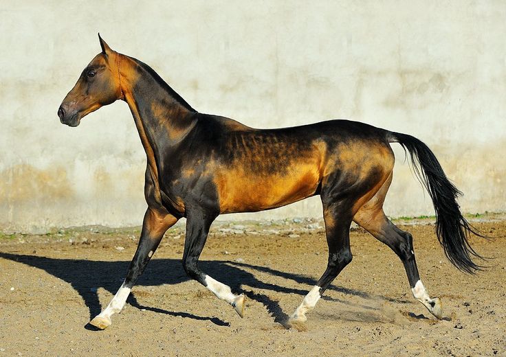 Akhal-Teke ősi magyar ló