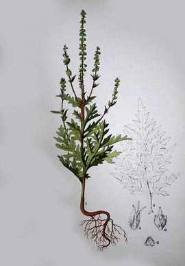 Ambrosia artemisiifolia, az istenek eledele
